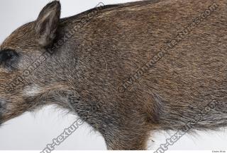 boar fur 0012